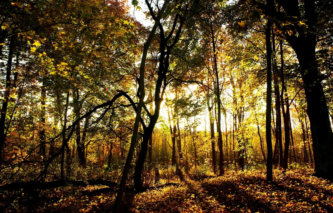 Фото обои лес, солнце, свет, деревья, листва
