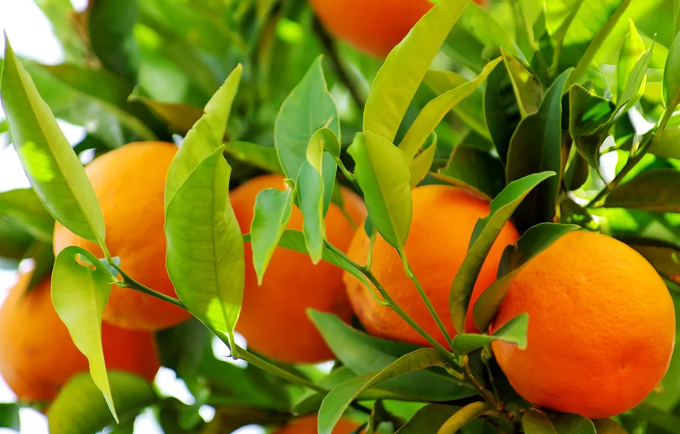 Фото обои апельсины, leaves, fruits, oranges