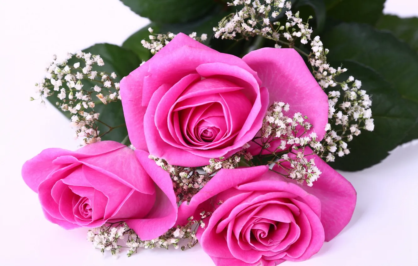 Фото обои розы, букет, розовые, гипсофила