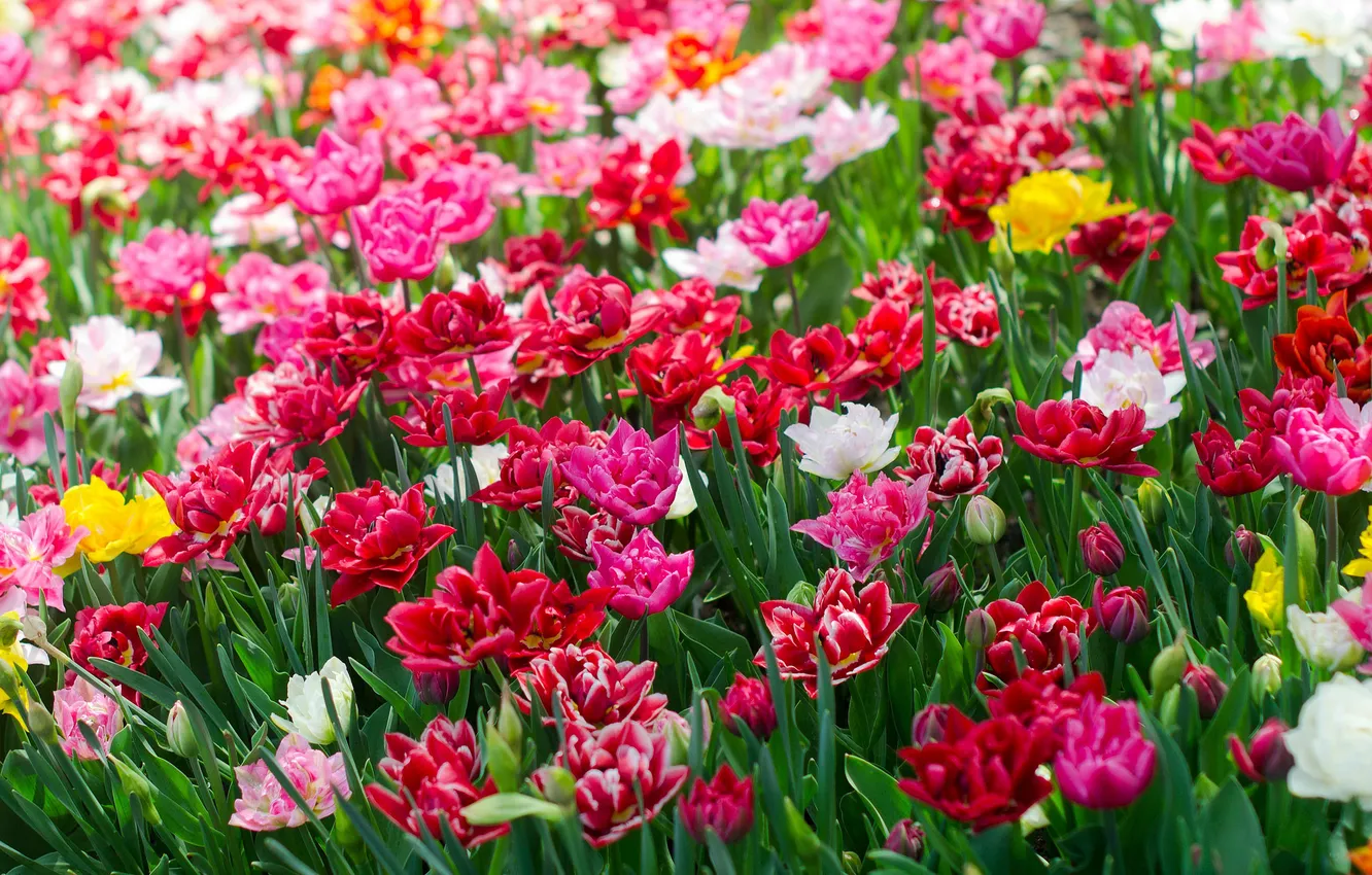 Фото обои лепестки, тюльпаны, разноцветные, цветение, много