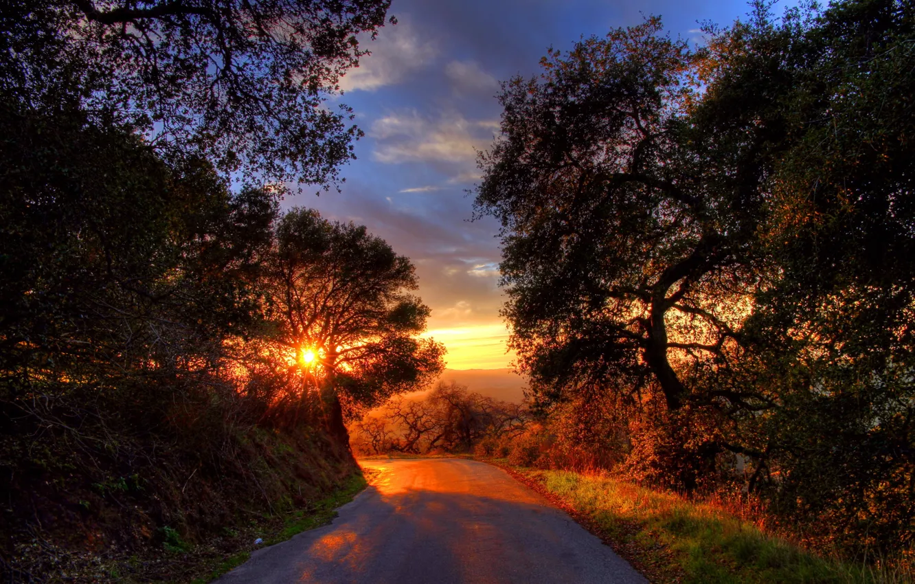 Фото обои дорога, деревья, пейзаж, закат