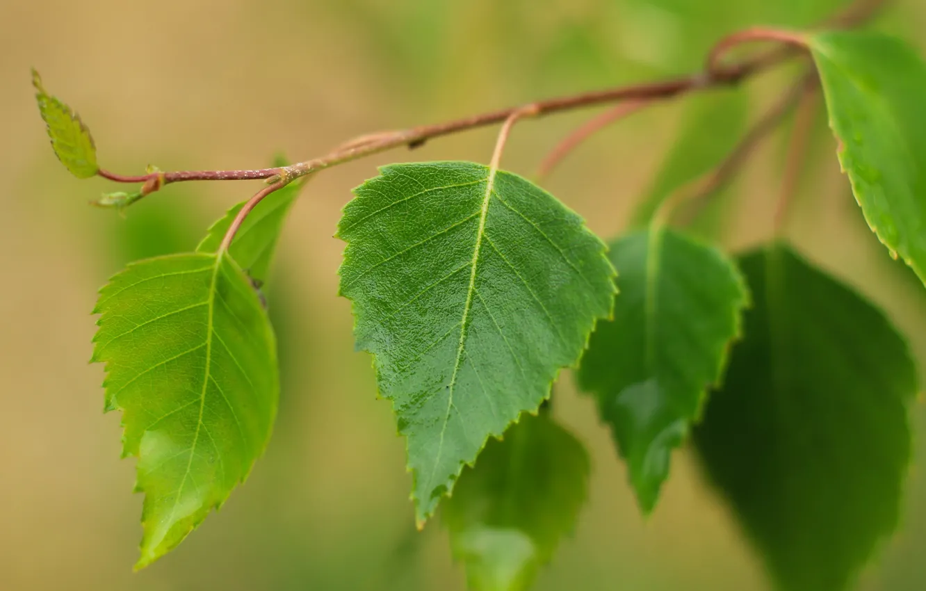 Фото обои green, twig, leat