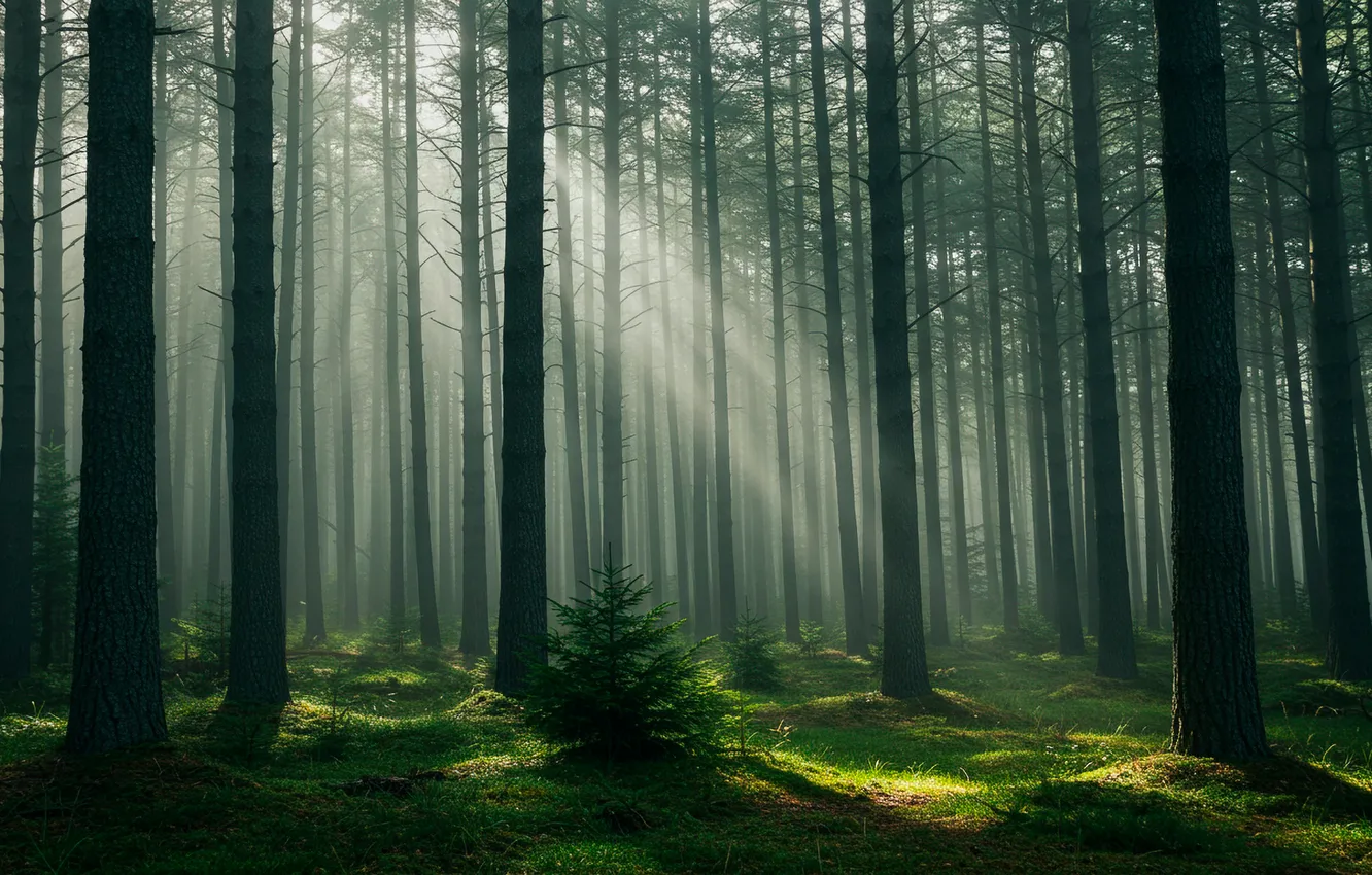 Фото обои лес, туман, wallpaper, forest, солнечные лучи, fog, sun rays