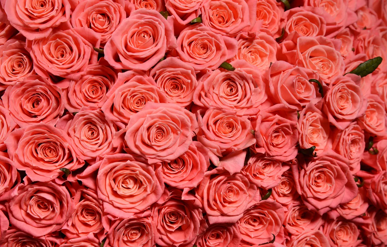 Фото обои red, rose, white, texture, pink, spring, valentine, plant