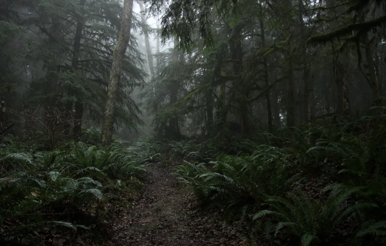 Фото обои лес, деревья, природа, США, папоротник, тропинка, Squak Mountain