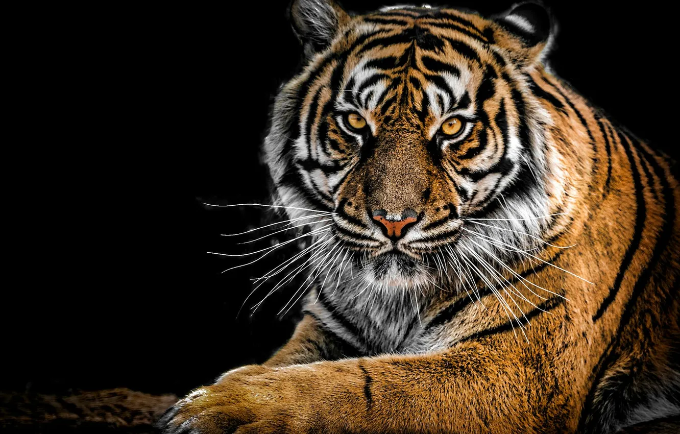 Фото обои tiger, predator, animal, big cat