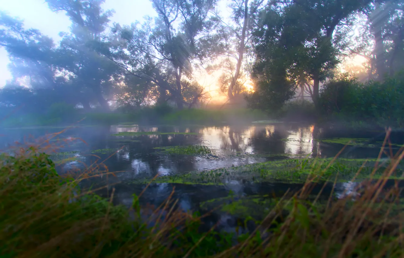Фото обои лучи, туман, река, рассвет, утро