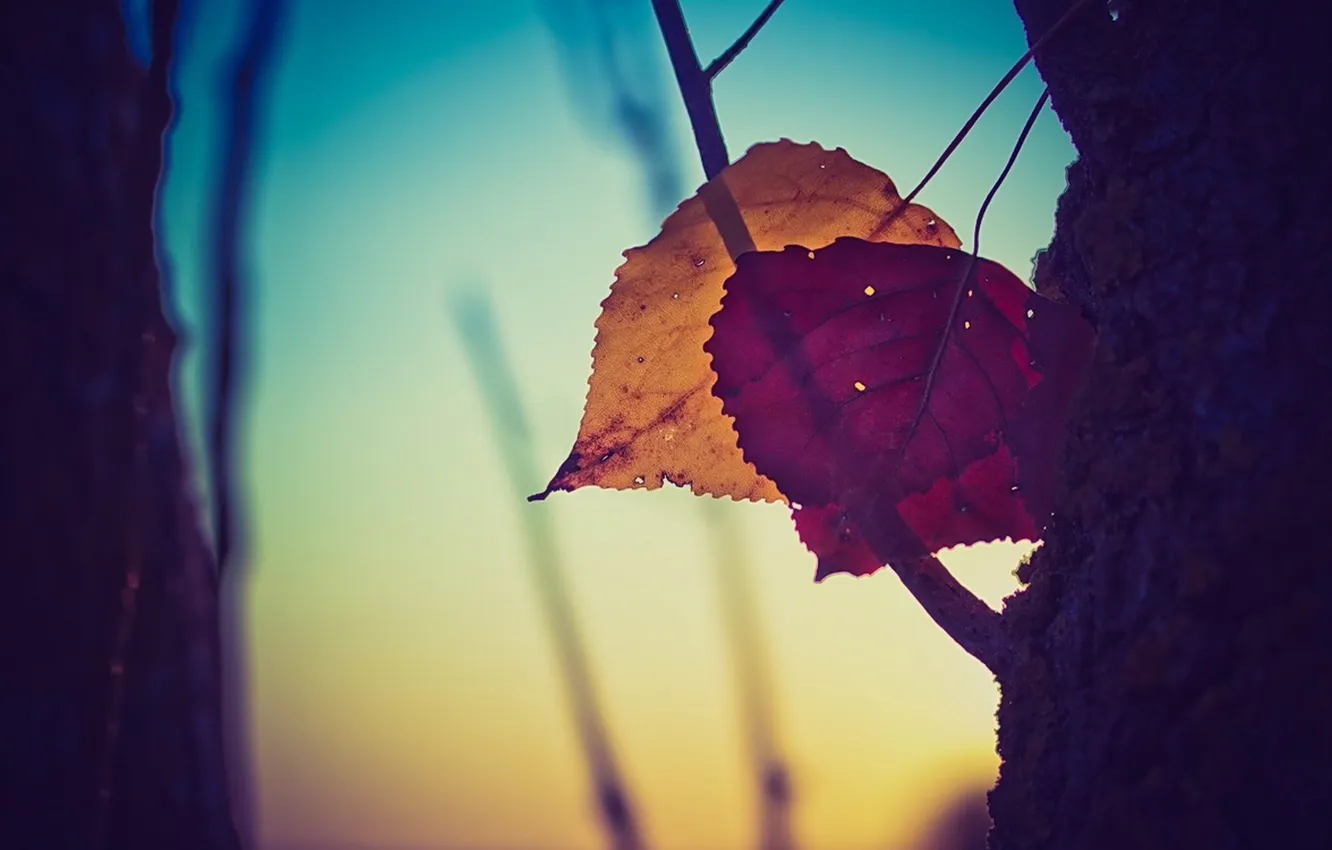Фото обои листья, деревья, закат