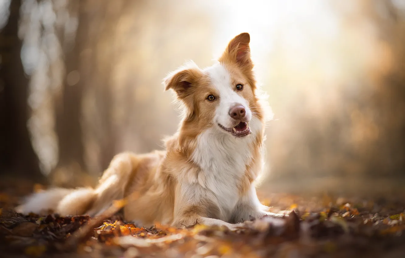 Фото обои осень, собака, боке, Бордер-колли