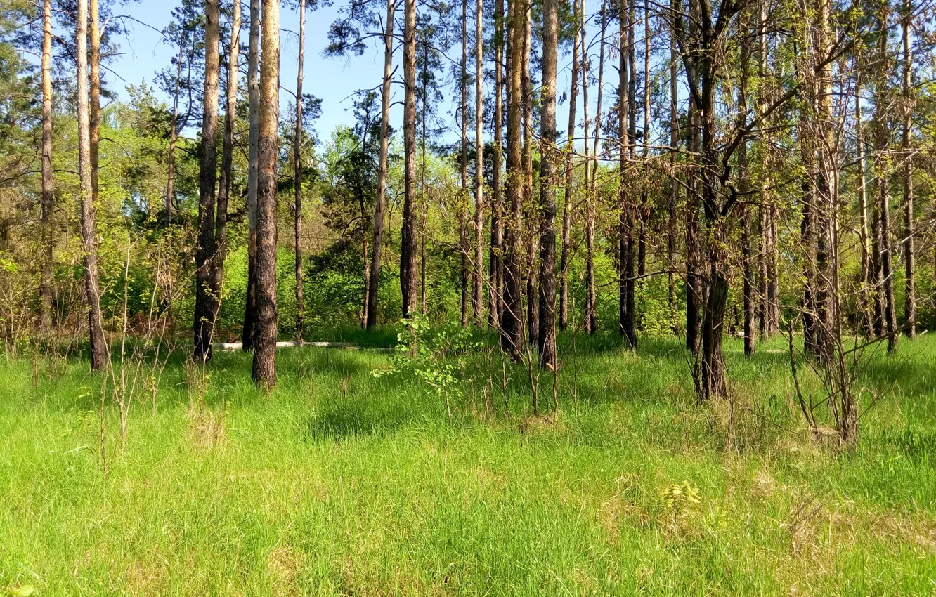 Фото обои Зелень, Лес, Сосны