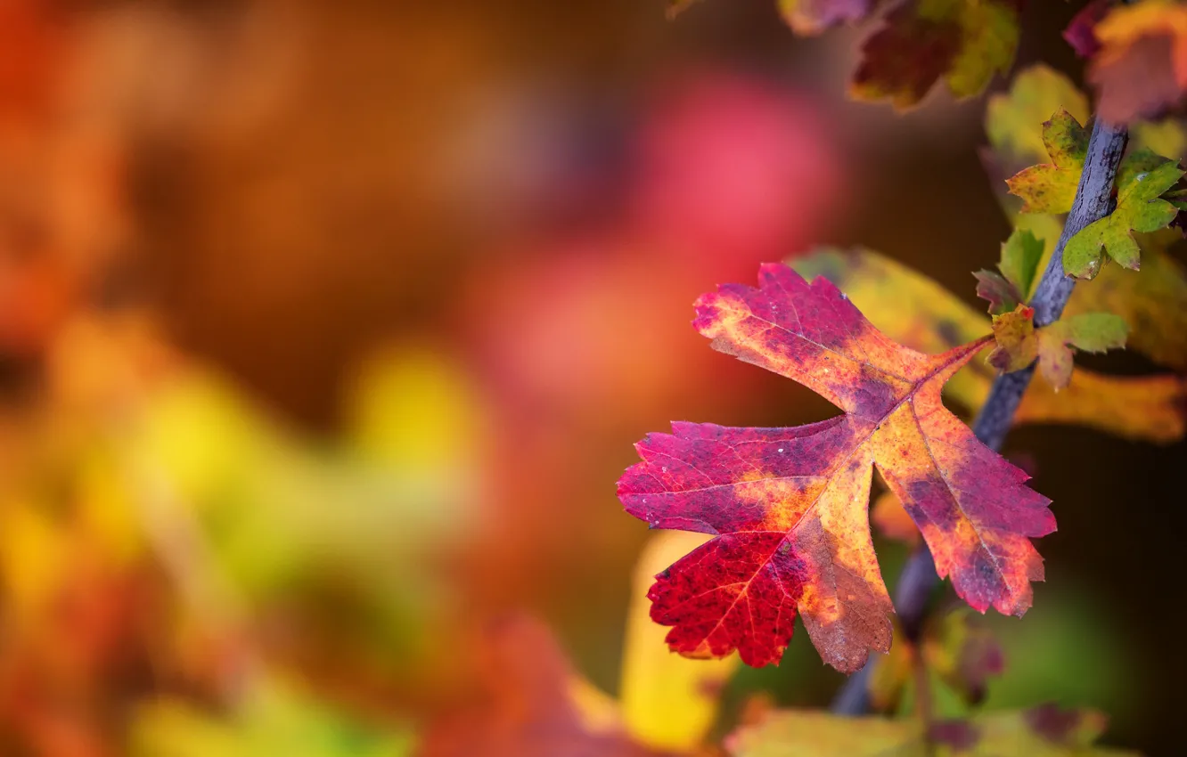 Фото обои осень, листья, макро, лист, ветка, боке