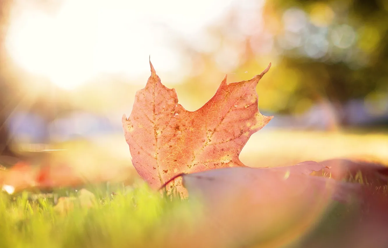 Фото обои осень, листья, макро, свет, лист, боке