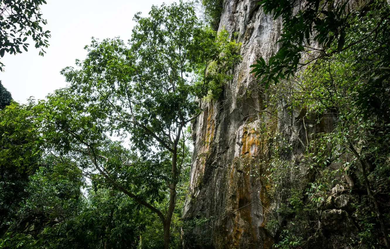 Фото обои green, forest, nature, hill, sleeping, buddha, malaysia, lembing