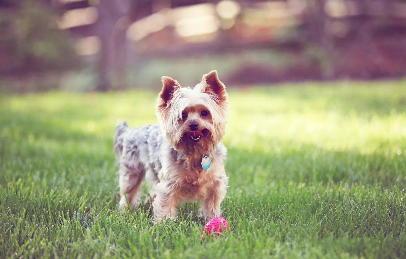 Фото обои трава, мячик, dog, терьер
