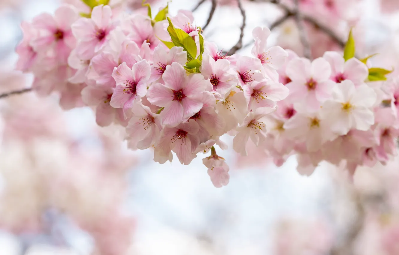 Фото обои цветы, вишня, ветка, весна, сад, сакура, розовые, светлый фон