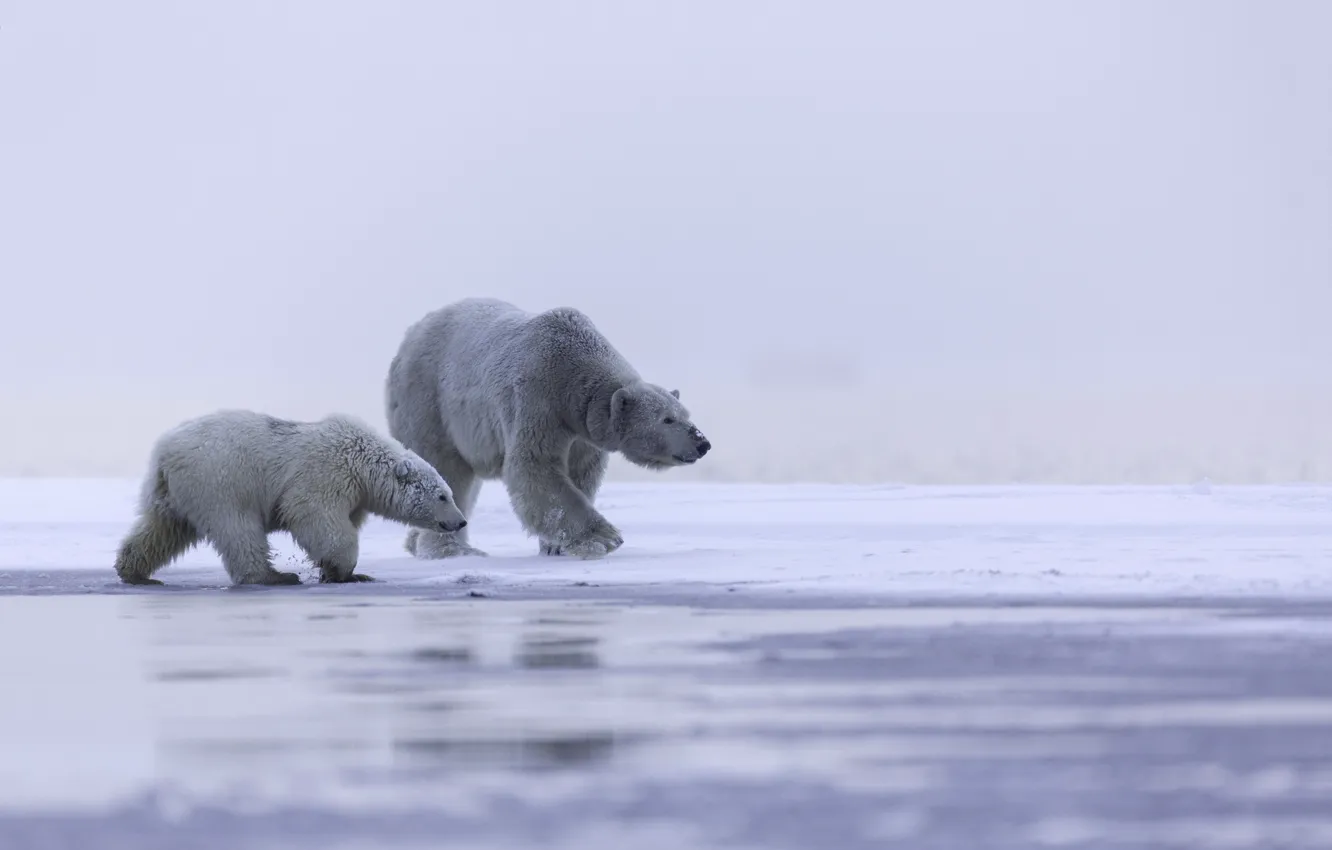 Фото обои лед, семья, Аляска, полярный медведь, Арктика