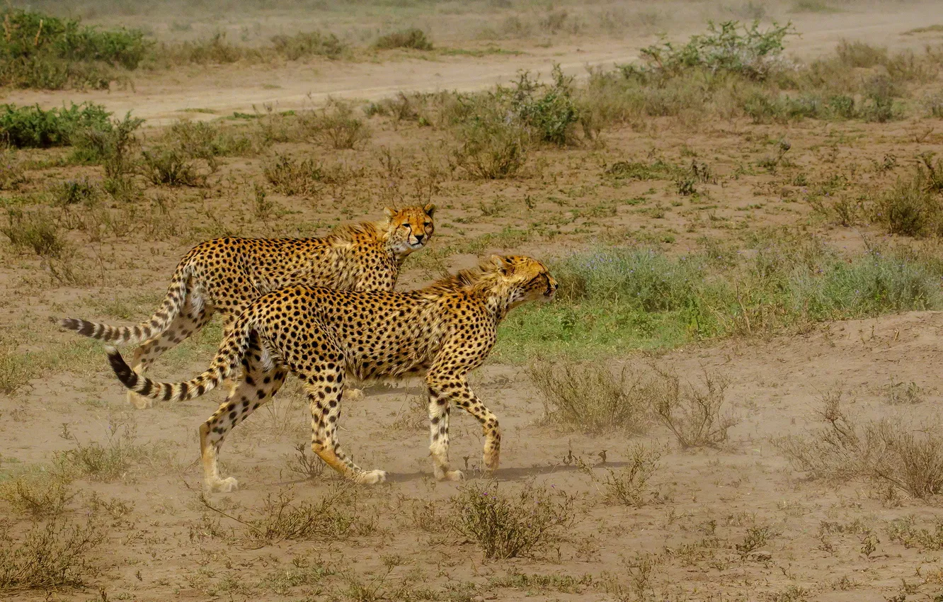 Фото обои кошки, природа, Cheetah