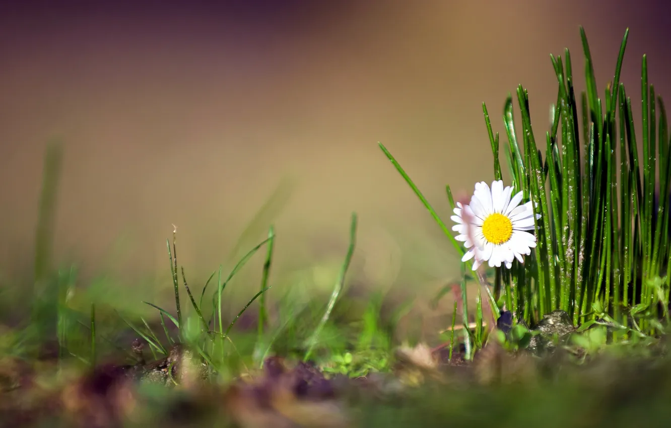 Фото обои цветок, трава, природа