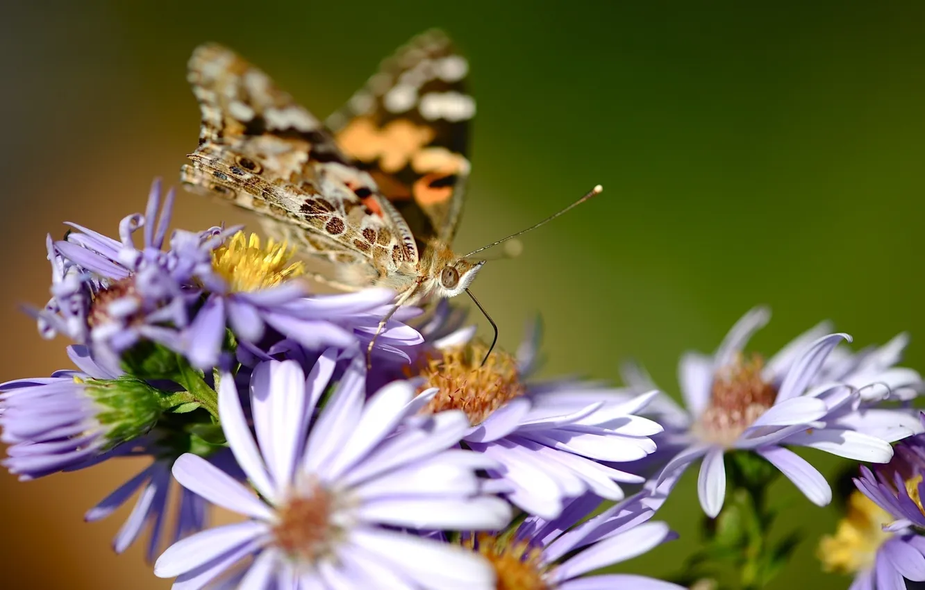 Фото обои макро, цветы, природа, бабочка