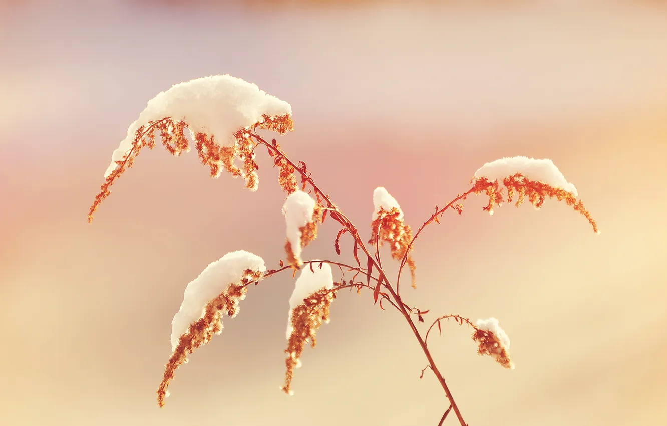 Фото обои трава, снег, природа, grass, nature, snow, 2560x1600