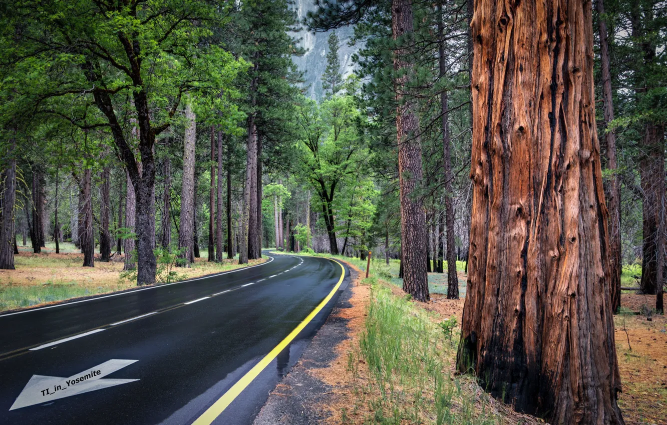 Фото обои дорога, лес, деревья, стрелка, Трасса
