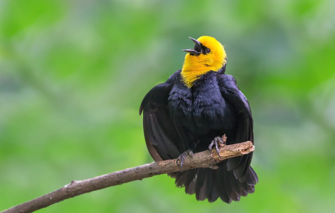 Фото обои ветки, птица, перья, клюв