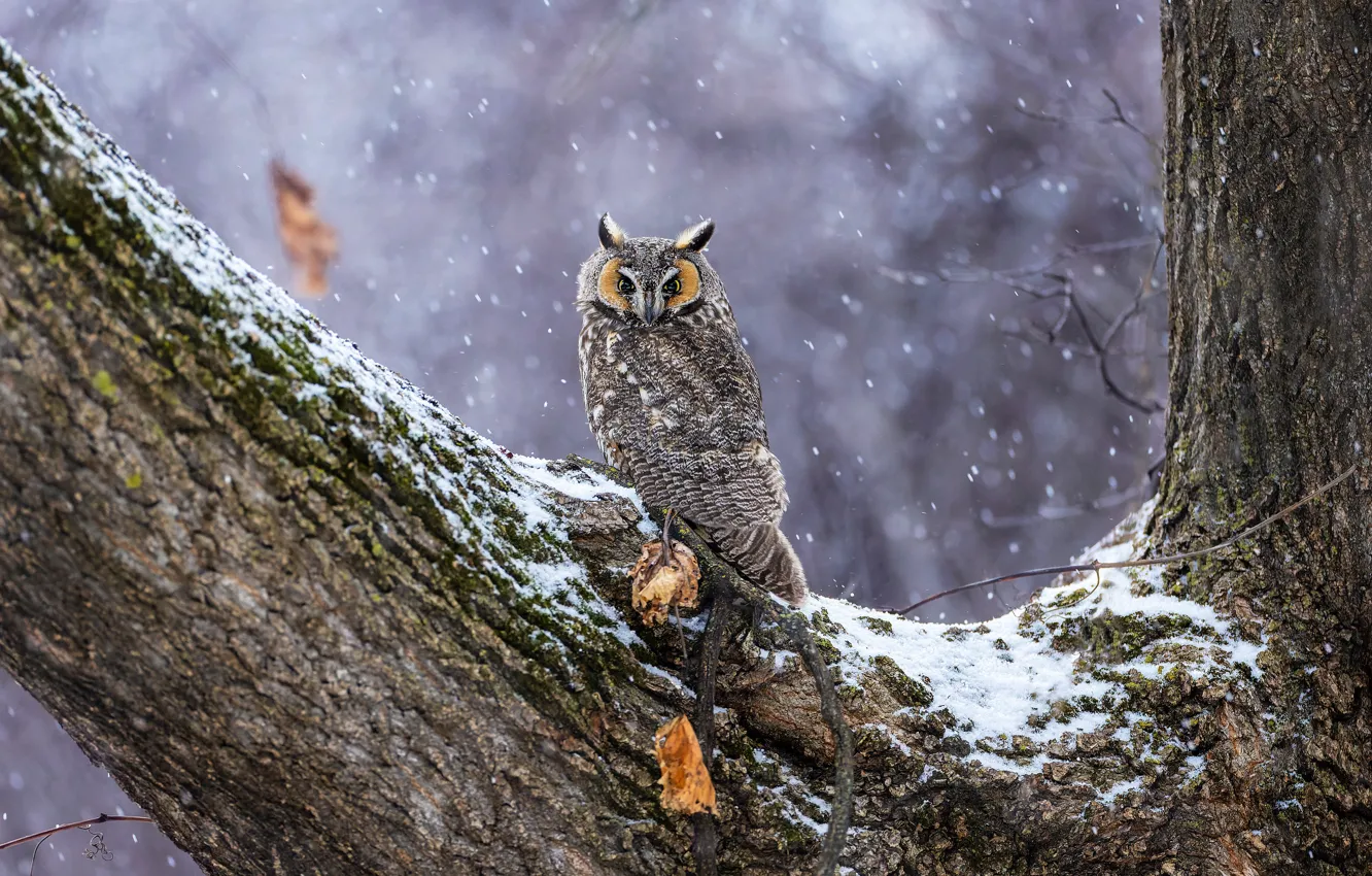 Фото обои зима, листья, снег, фон, дерево, сова, птица, снегопад