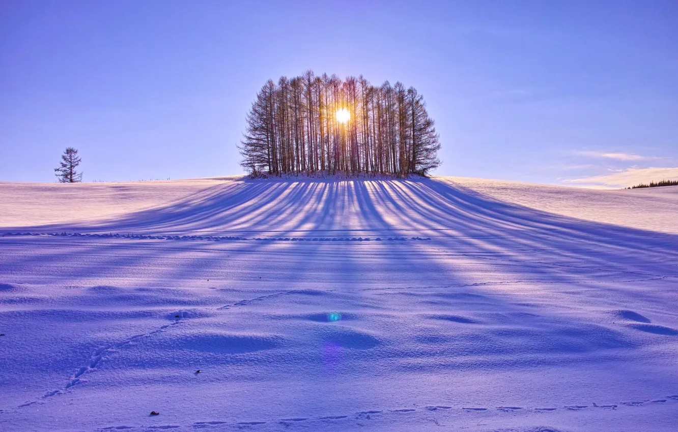 Фото обои поле, солнце, снег, деревья, день