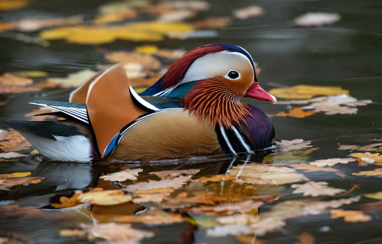 Фото обои осень, листья, вода, пруд, отражение, птица, уточка, утка