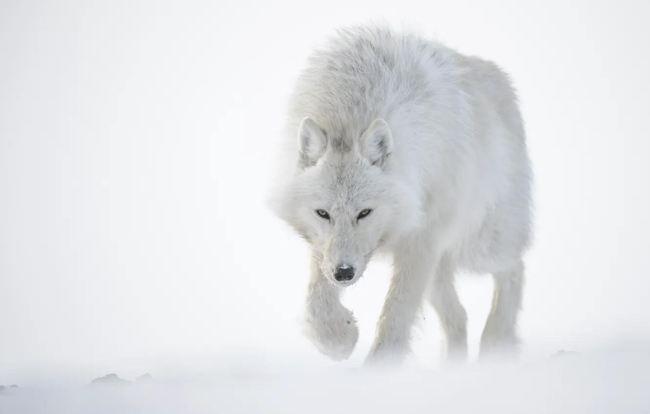Фото обои белый, снег, Волк, Полярный