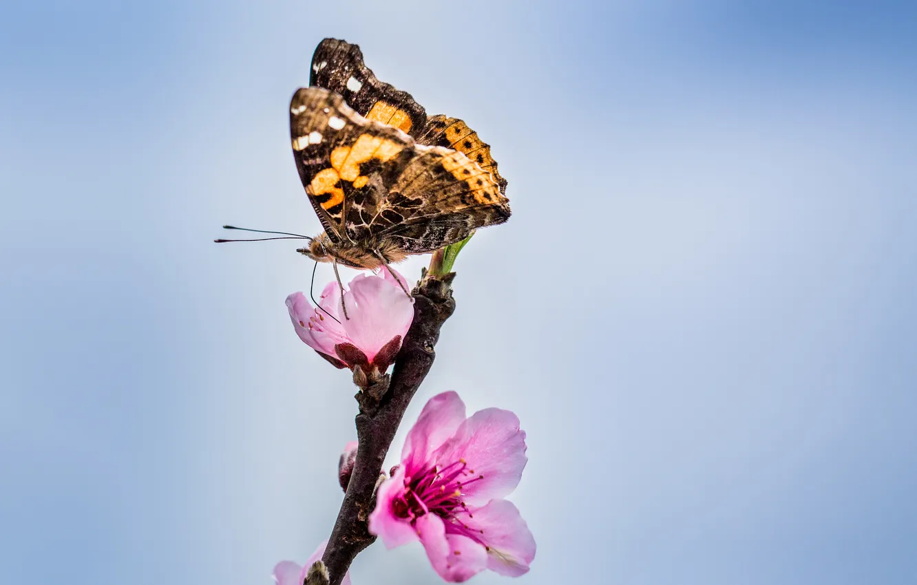 Фото обои бабочки, цветы, крылья, ветка, бутоны, усики, wings, butterfly