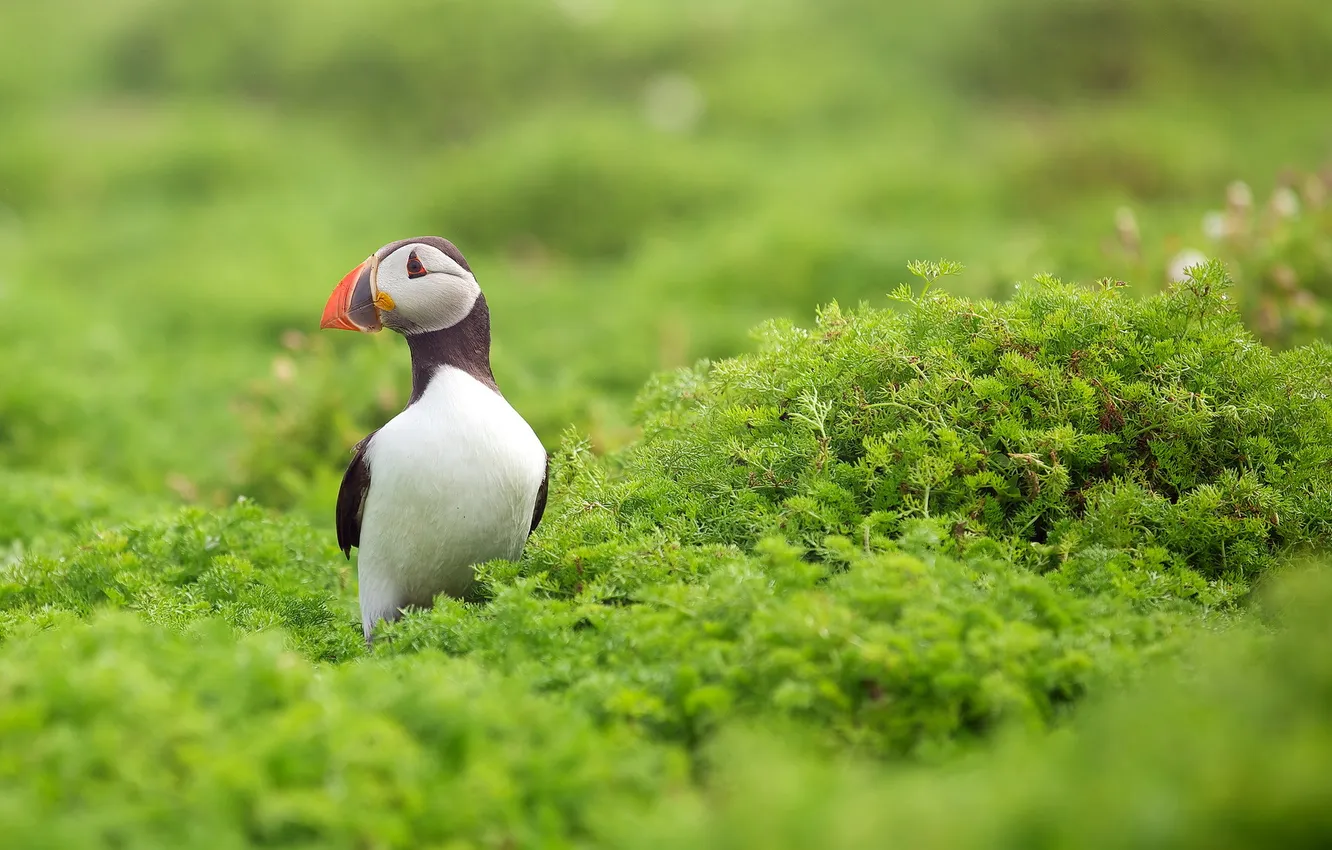 Фото обои птица, тупик, puffin