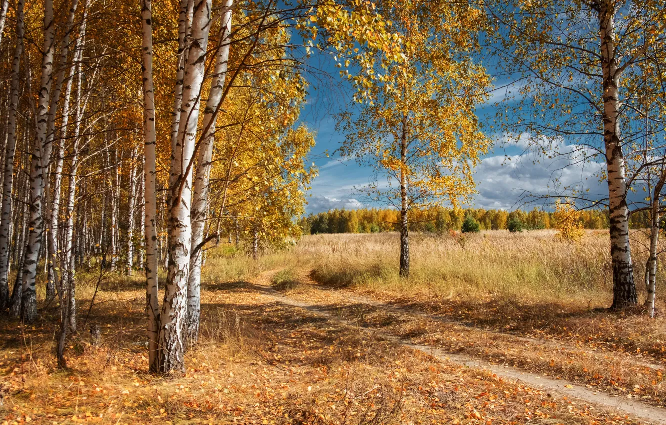 Фото обои дорога, поле, осень, лес, небо, облака, деревья, природа