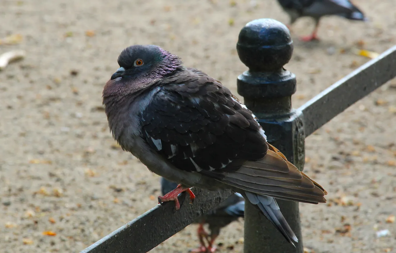 Фото обои bird, park, pigeon