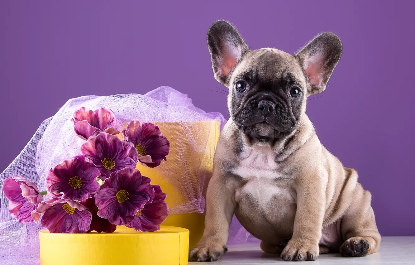 Фото обои цветы, щенок, бульдог, пёсик, французский
