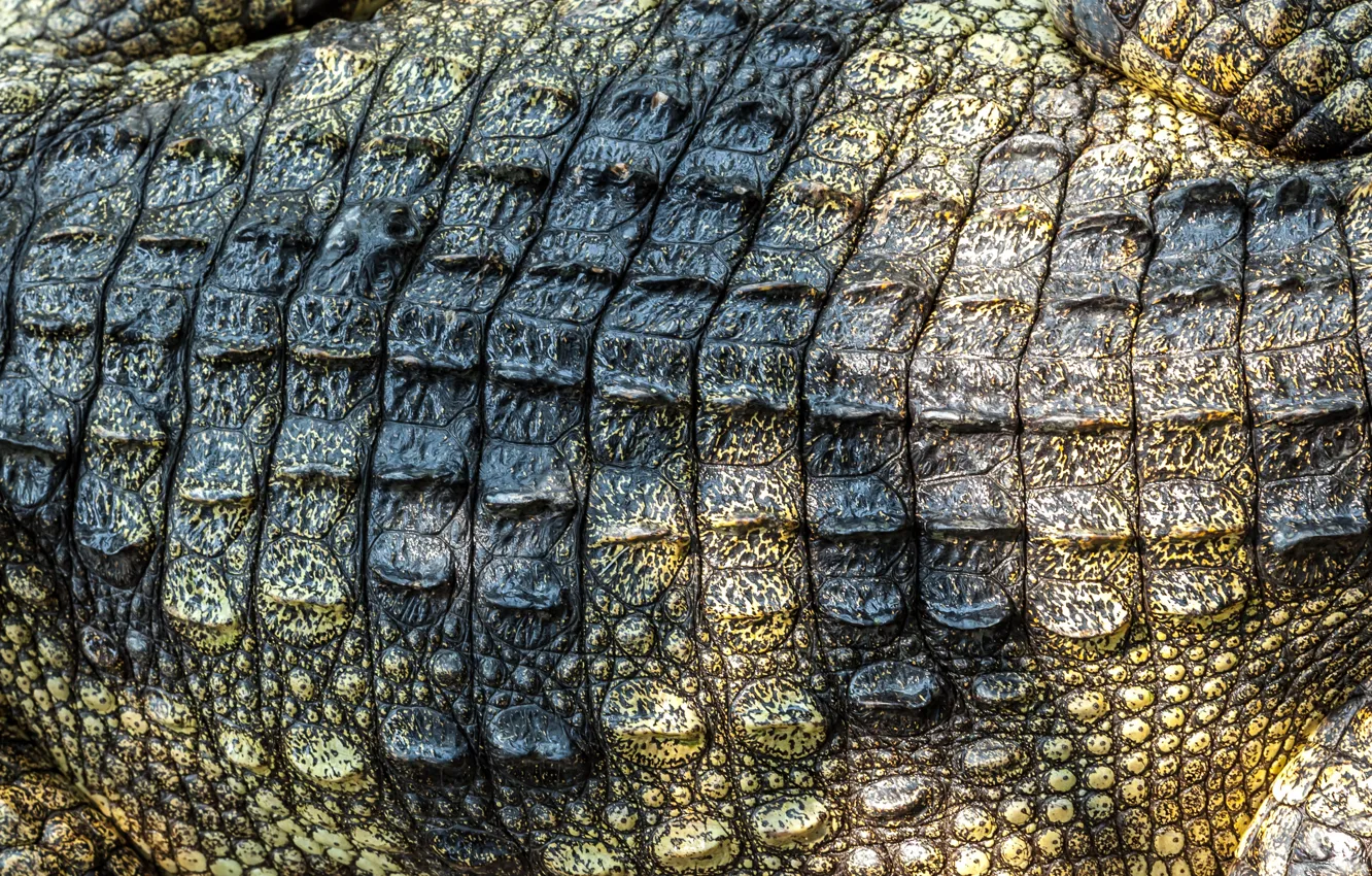 Фото обои кожа, крокодил, texture, leather, crocodile, skin