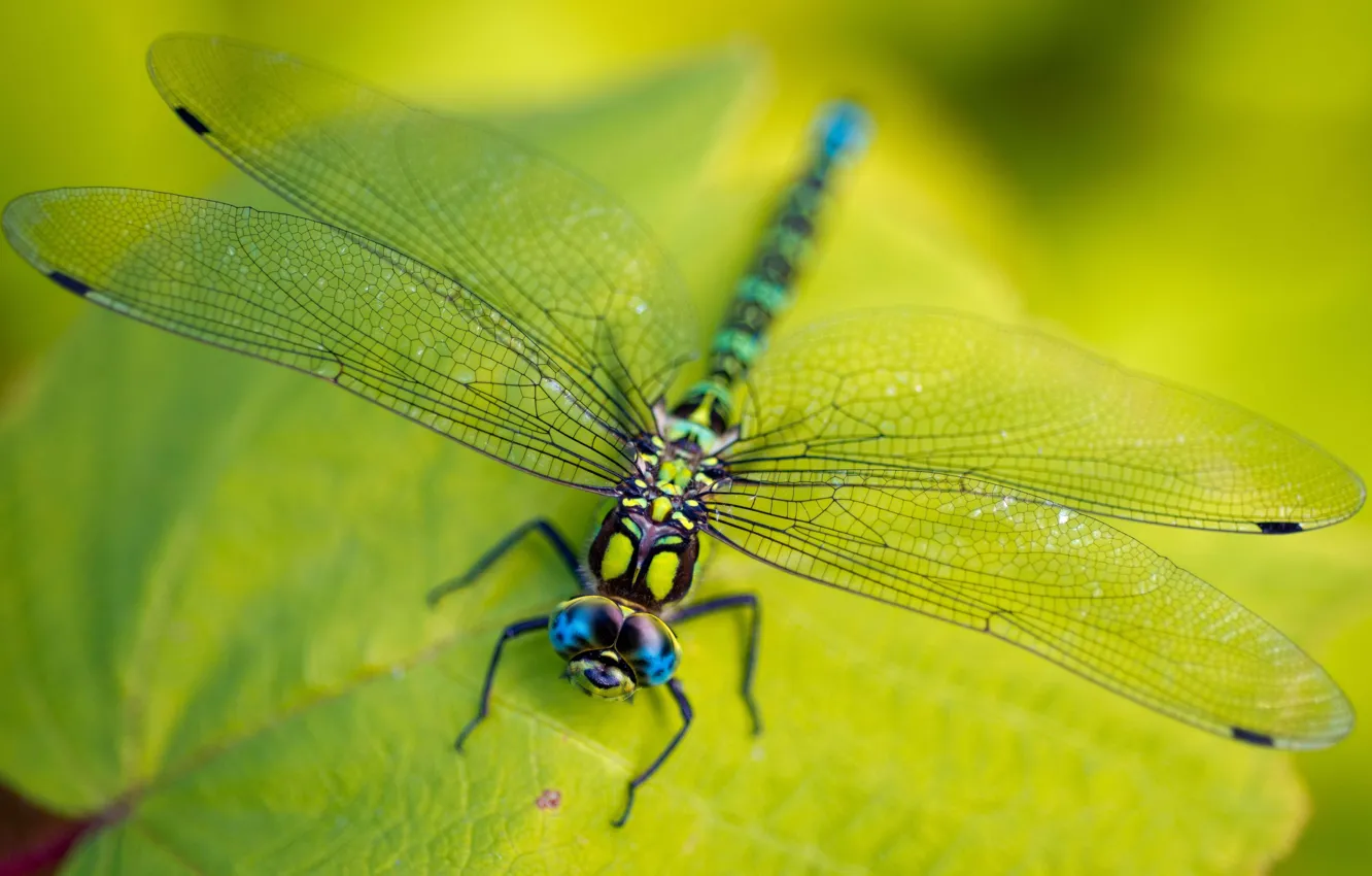 Фото обои green, legs, eyes, wings, leaves, macro, insect, head