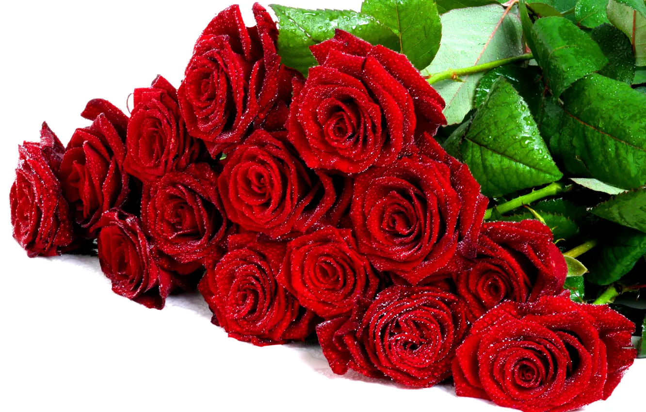 Фото обои капли, цветы, романтика, розы, красота, букет, rose, красивая