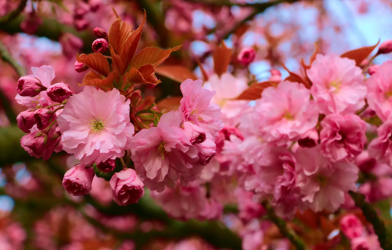Фото обои flower, spring, bloom, twig