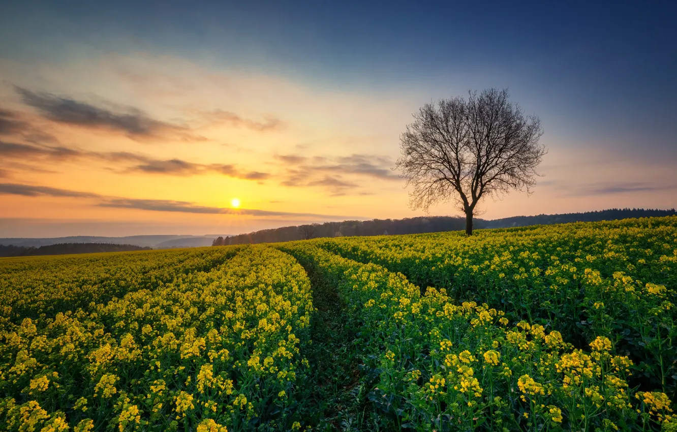 Фото обои поле, восход, дерево, рассвет, утро, Германия, рапс