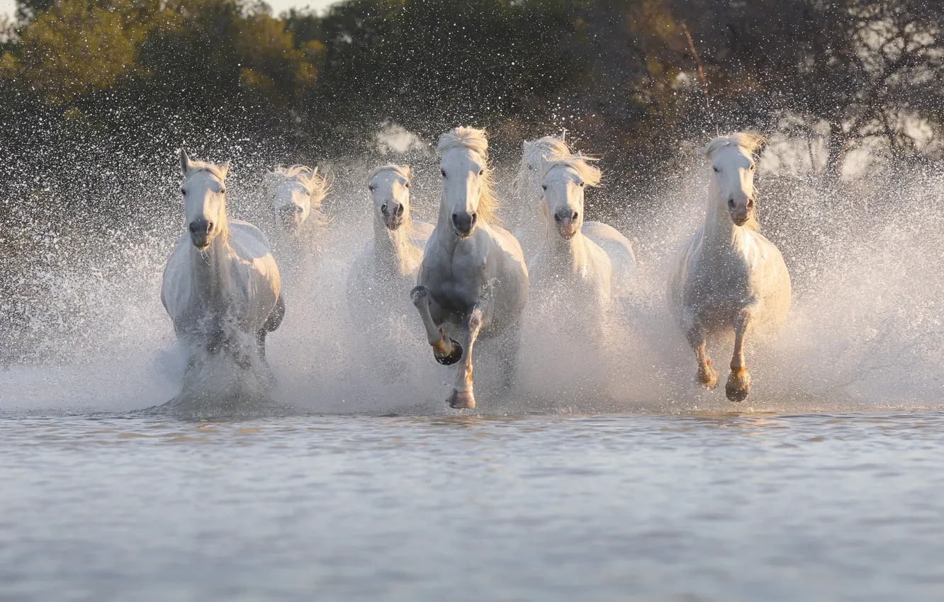 Фото обои кони, лошади, белые, водоем