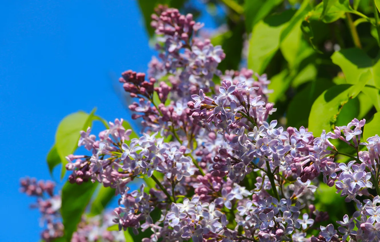 Фото обои flower, spring, lilac