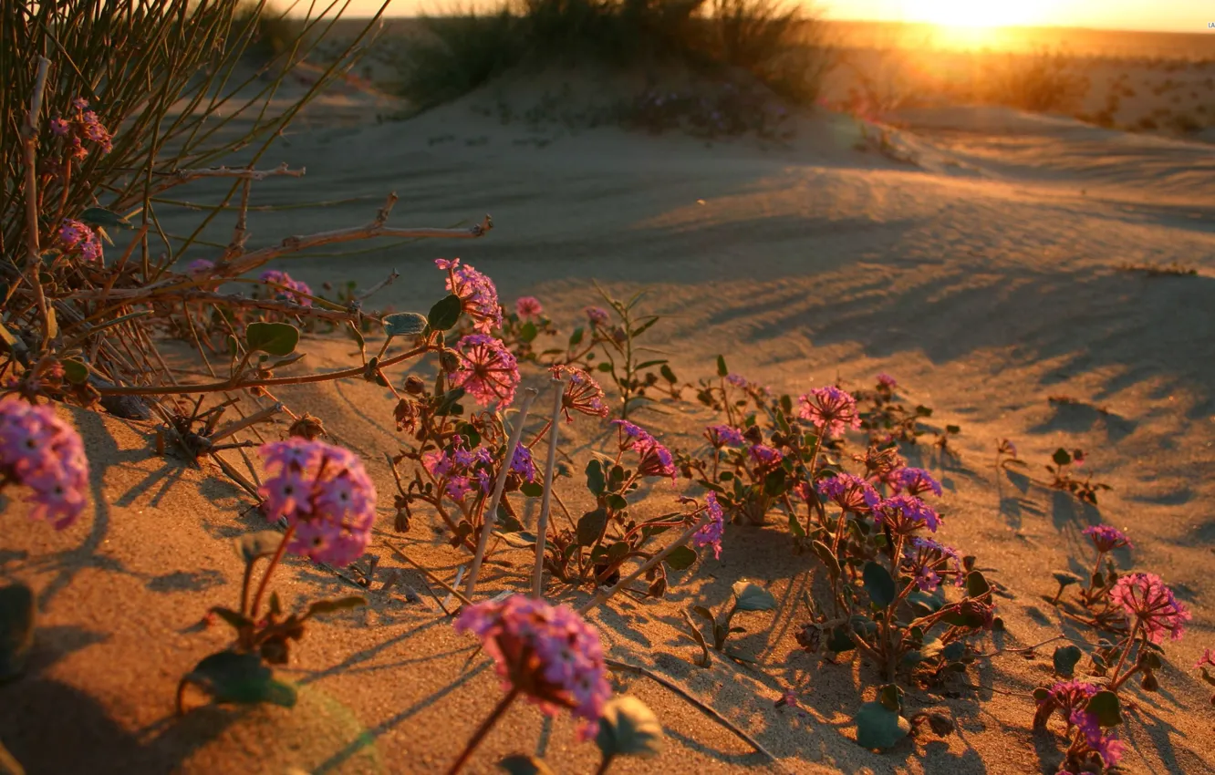 Фото обои закат, цветы, рассвет, пустыня, flower, desert, sunset, sunrise