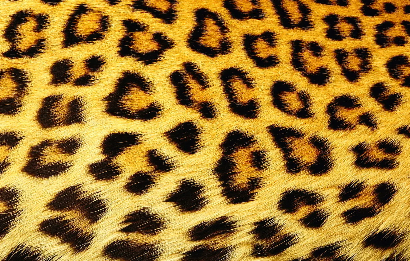Фото обои текстура, шерсть, пятна, леопард