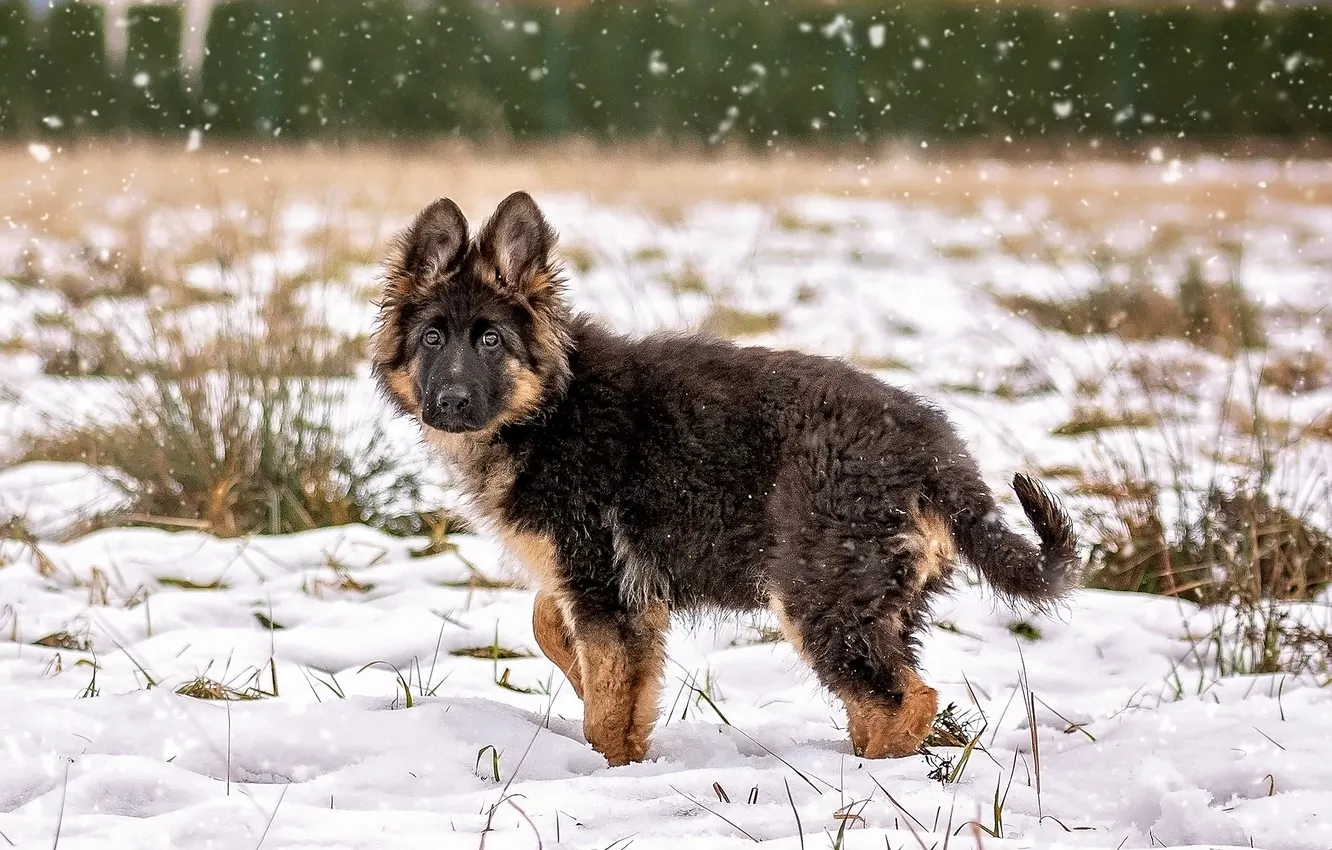 Фото обои зима, снег, собака, щенок, немецкая овчарка