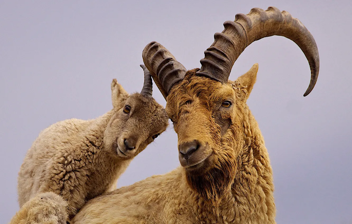 Фото обои рога, козленок, западнокавказский тур, кавказский тур, западнокавказский козёл, кавказский горный козёл