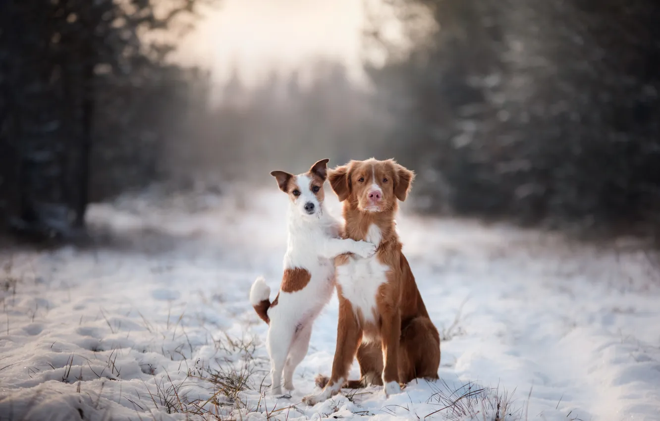 Фото обои dog, beautiful, beauty, day, animal, cute, cold, attractive