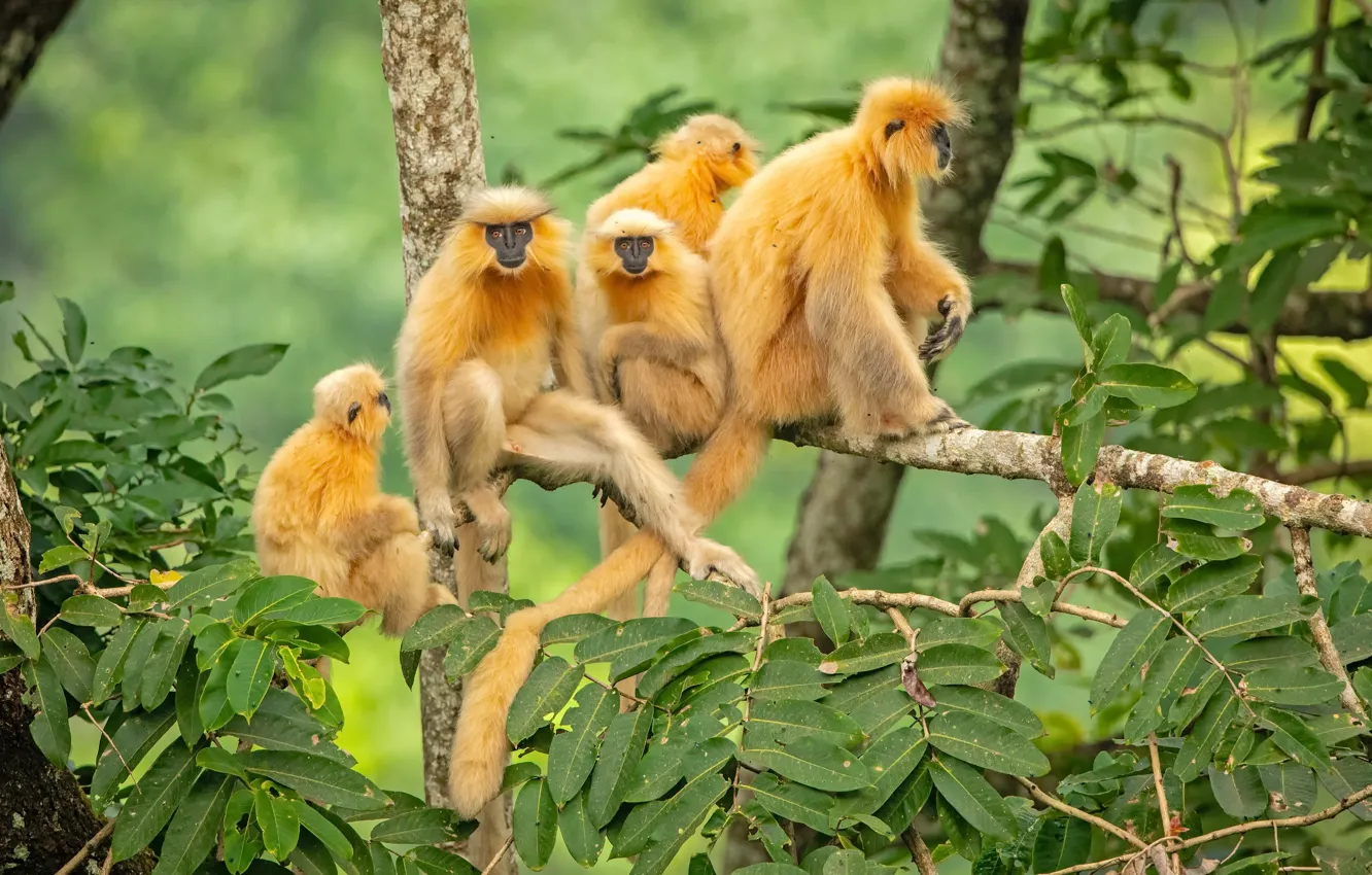 Фото обои Bhutan, Mammals, Golden Langur