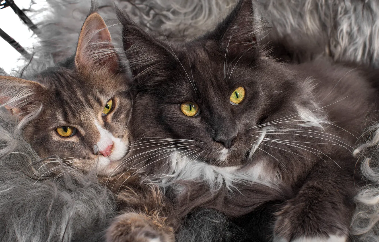 Фото обои взгляд, кошки, коты, парочка, мейн-кун