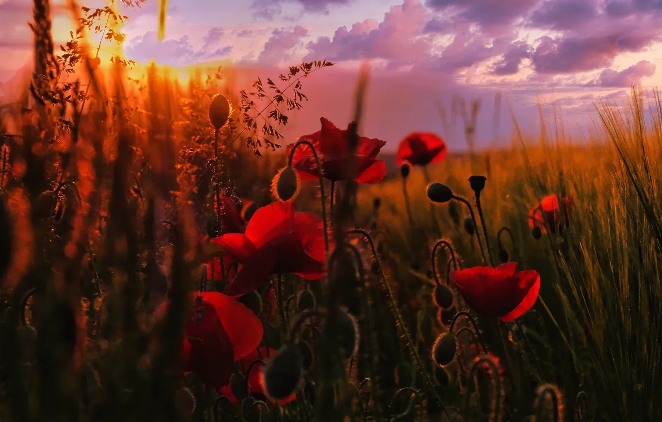 Фото обои поле, небо, трава, солнце, облака, цветы, маки, боке